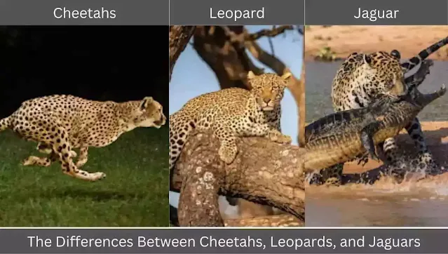 differences-between-cheetahs-leopards-and-jaguars