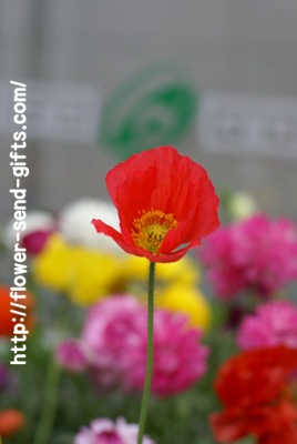 Papaveraceae-DSC08347