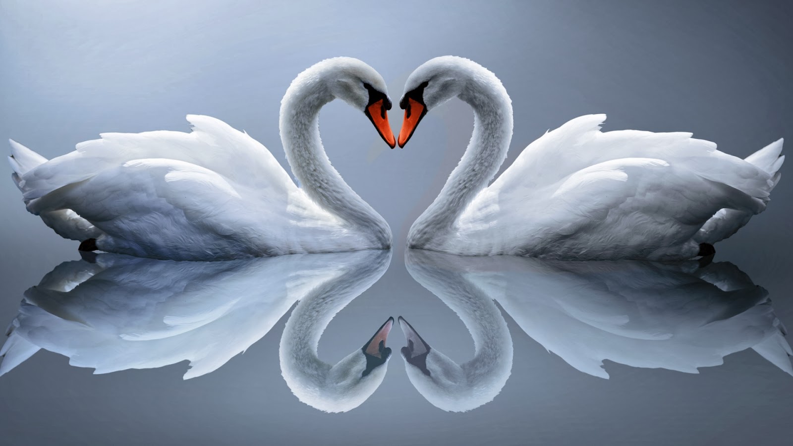 WALLPAPER SWAN IN LOVE Gambar  Kartun Lucu dan Wallpaper 