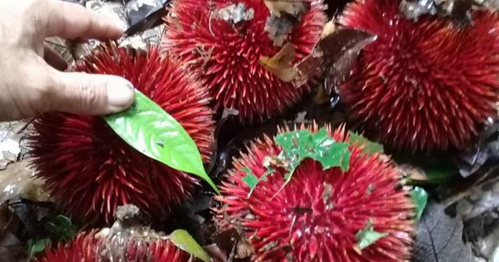 Pohon Rasa Buah Langka Durian  Lahung Mirip Rambutan Khas 
