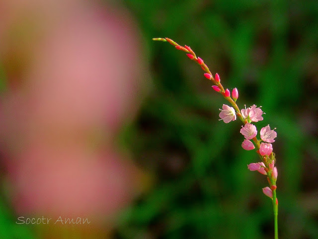 Persicaria conspicua