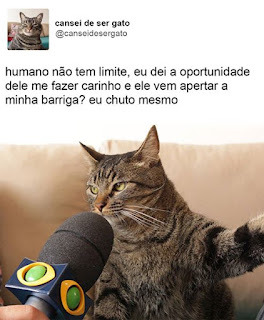 Foto. Na caixa de uma rede social. No canto superior esquerdo a pequena foto de frente do peito para cima do Chico, um gato de pelagem cinza com algumas listras pretas verticais na cabeça e horizontais ao longo do corpo, à direita lê-se: cansei de ser gato; e abaixo: arrobacanseidesergato. Abaixo, um microfone preto com a logomarca do canal de TV em frente e bem próximo à boca de Chico entre os longos bigodes brancos dele. Acima lê-se: Humano não tem limite, eu dei a oportunidade dele me fazer carinho e ele vem apertar a minha barriga? Eu chuto mesmo.