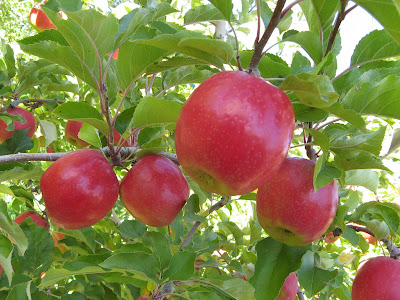 Cripps Pink - Top 5 táo ngon nhất trên thế giới