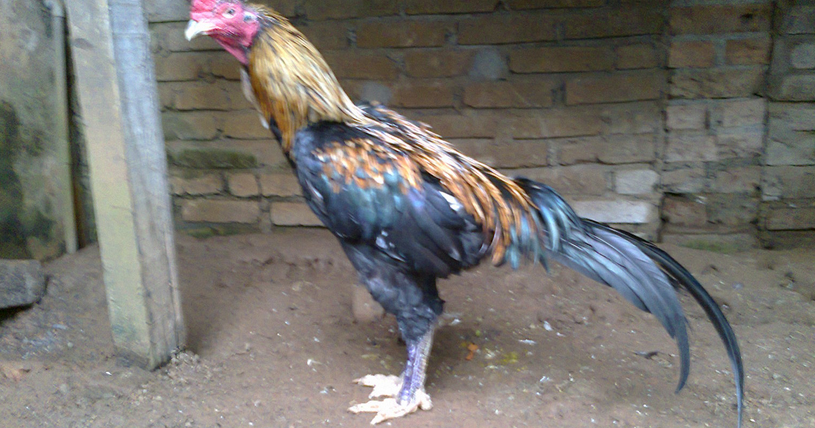 Gambar Ayam  Petarung Vietnam Berkaki Besar Gambar Foto  