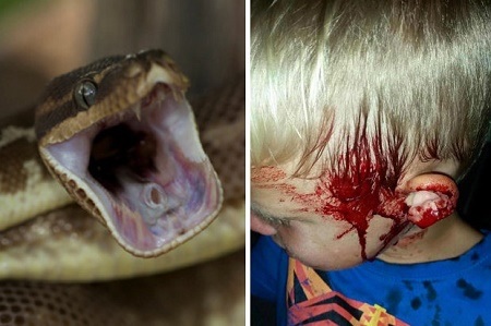 Horrifying Moment Mother Finds Sleeping Son Drenched in Blood After 10ft Python Bites His Head (Photos)