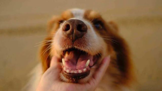 Teeth Cleaning of dogs at Home
