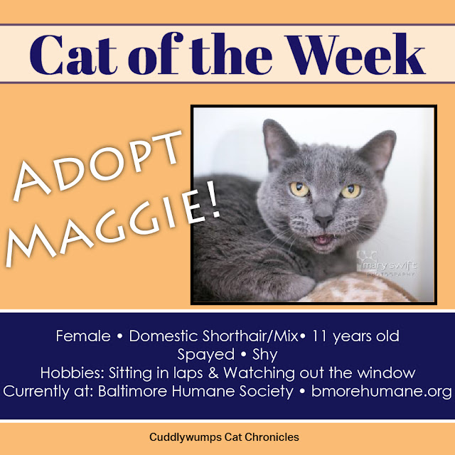 Adopt Maggie--Baltimore Humane Society