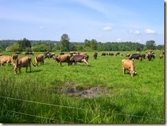 contented bovines