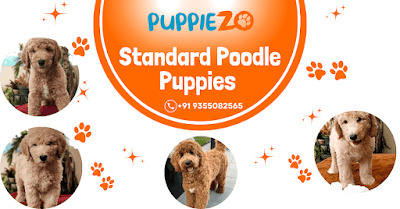 Standard Poodle Puppies for Sale in Delhi NCR