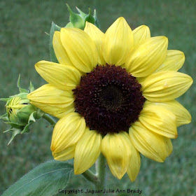 Another Pretty Petite Yellow Sunflower Blossom