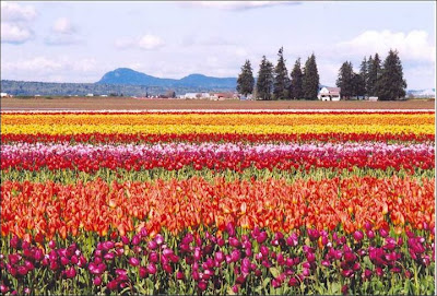 Garden Tulips in Netherlands