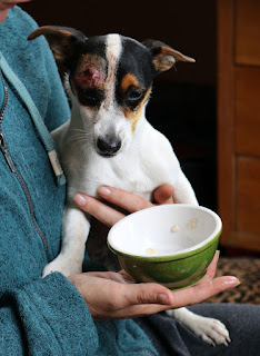 Sickly puppy having breakfast