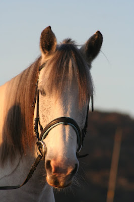 Equine Photography Cumbria