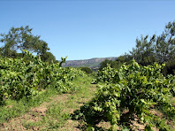 Vinyes de Cal Magre. Autor: Carlos Albacete