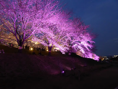 打上川治水緑地 桜のライトアップ（大阪府寝屋川市）