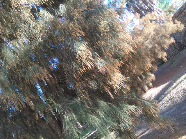  casuarina equisetifolia