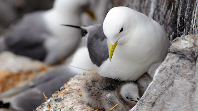 dove with its family