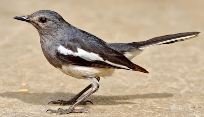 "Oriental Magpie-Robin - Copsychus saularis. female sitton on the garden floor looking arouns."
