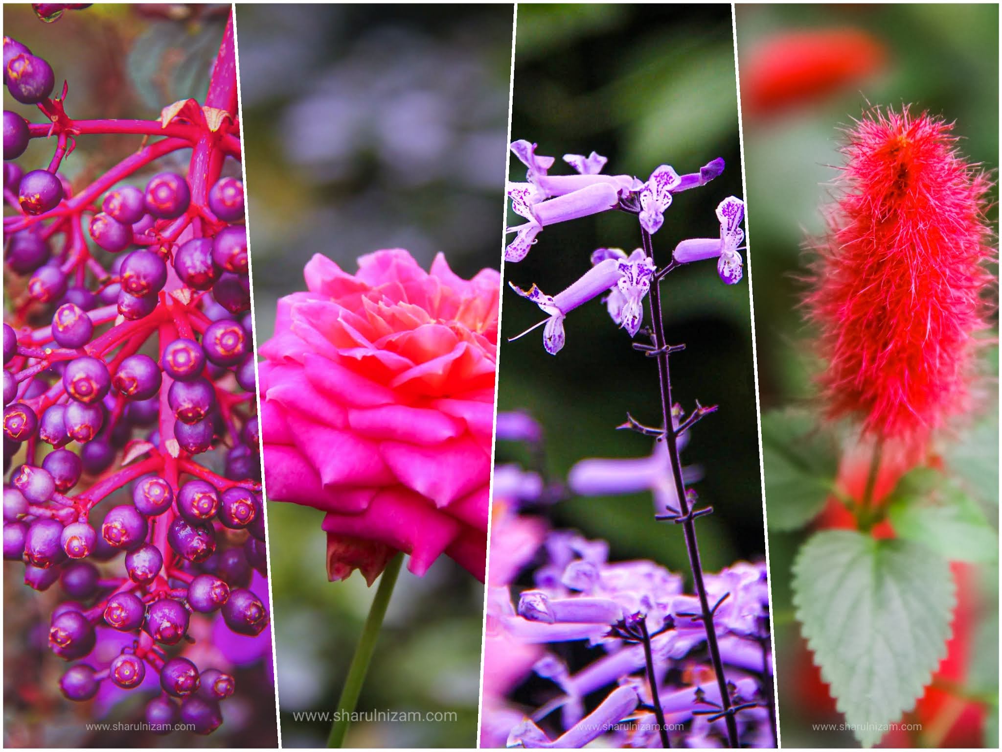 Rose Valley, Cameron Highlands