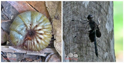 Bako National Park - insects - WireBliss