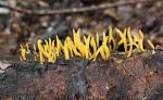 Calocera cornea