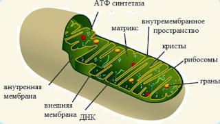 старение