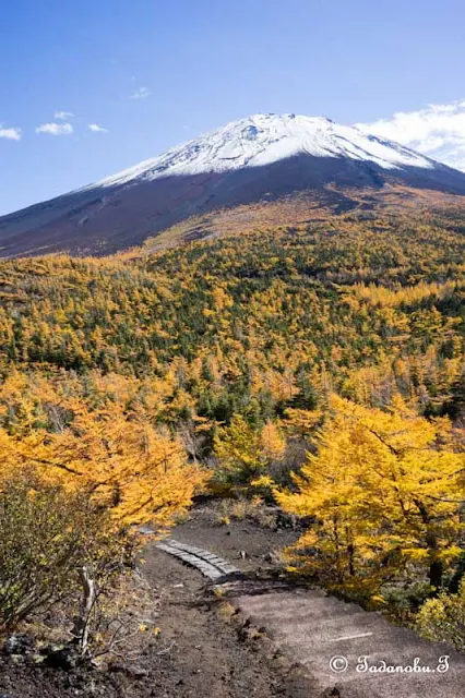 カラマツの紅葉（黄葉）と富士山四合目・奥庭からの景色