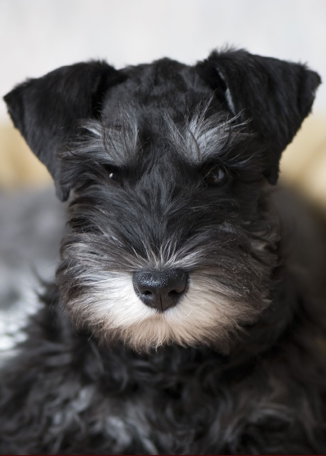 Cute Dogs: Miniature Schnauzer Dog