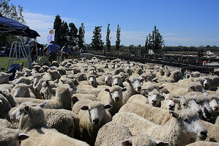 sheep counting