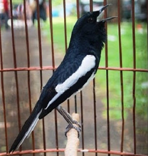 Tips Cara Merawat Burung Kacer Untuk Lomba