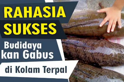 BUDIDAYA IKAN GABUS UNTUK PEMULA