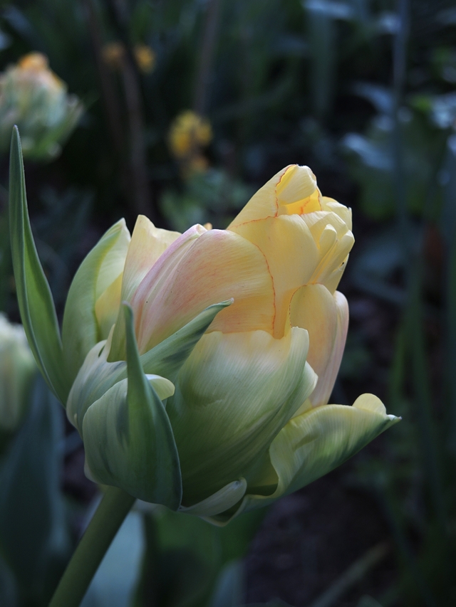 In mijn tuintje: mijn favoriet van afgelopen lente: de Japanse tulp "Akebono"