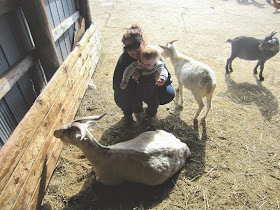 petting zoo, baby goats and baby boy