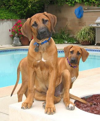 two rhodesian red dogs by pool