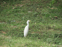 kakum national park ghana