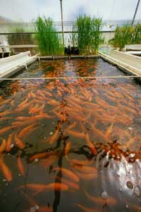 aquaponic, aquaponics, aquaponics garden, aquaponics gardening, backyard aquaponics, aquaponics supplies, aquaponics fish, home aquaponics, aquaponics how to, aquaponics systems, diy aquaponics, aquaponic system, aquaponic systems , aquaponics system, aquaponics systems, home aquaponics, what is aquaponics, aquaponics plans, aquaponics fish, hydroponics, hydroponic gardening, aquaculture, hydroponic, hydroponic systems, aquaponics system plans