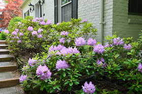 rhododendron hedge