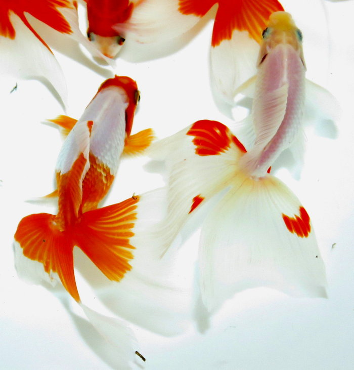 金魚快訊部落格goldfish Messages Blog 東海錦 とうかいにしき Tokai Nishiki