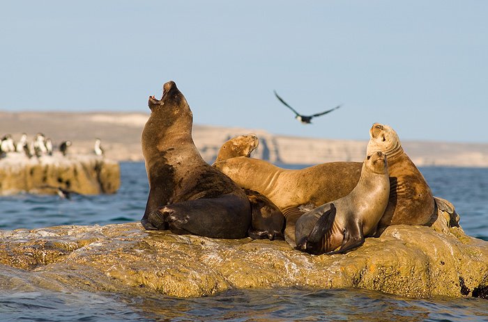 colonia de lobos marinos