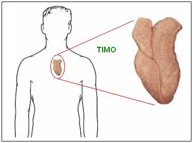 ubicación del timo en la cavidad torácica