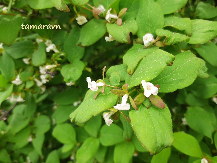 Абелия корейская / Забелия двуцветковая разновидность корейская (Abelia coreana, =Zabelia biflora var. coreana)