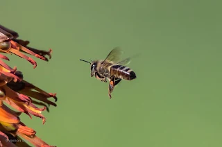 Birds and Bee in Flight Action Photography Cape Town