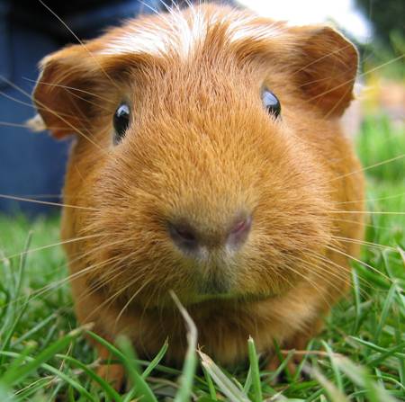 guinea pig square