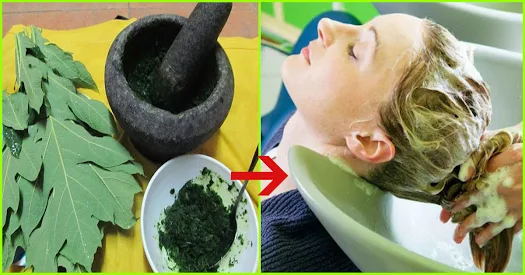 Papaya Leaves for Skin care