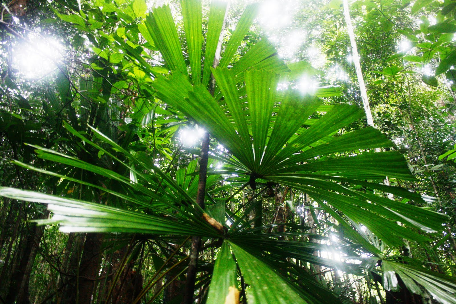 Cikgu Roslan Jom kenal hutan kita Hutan Hujan Tropika 