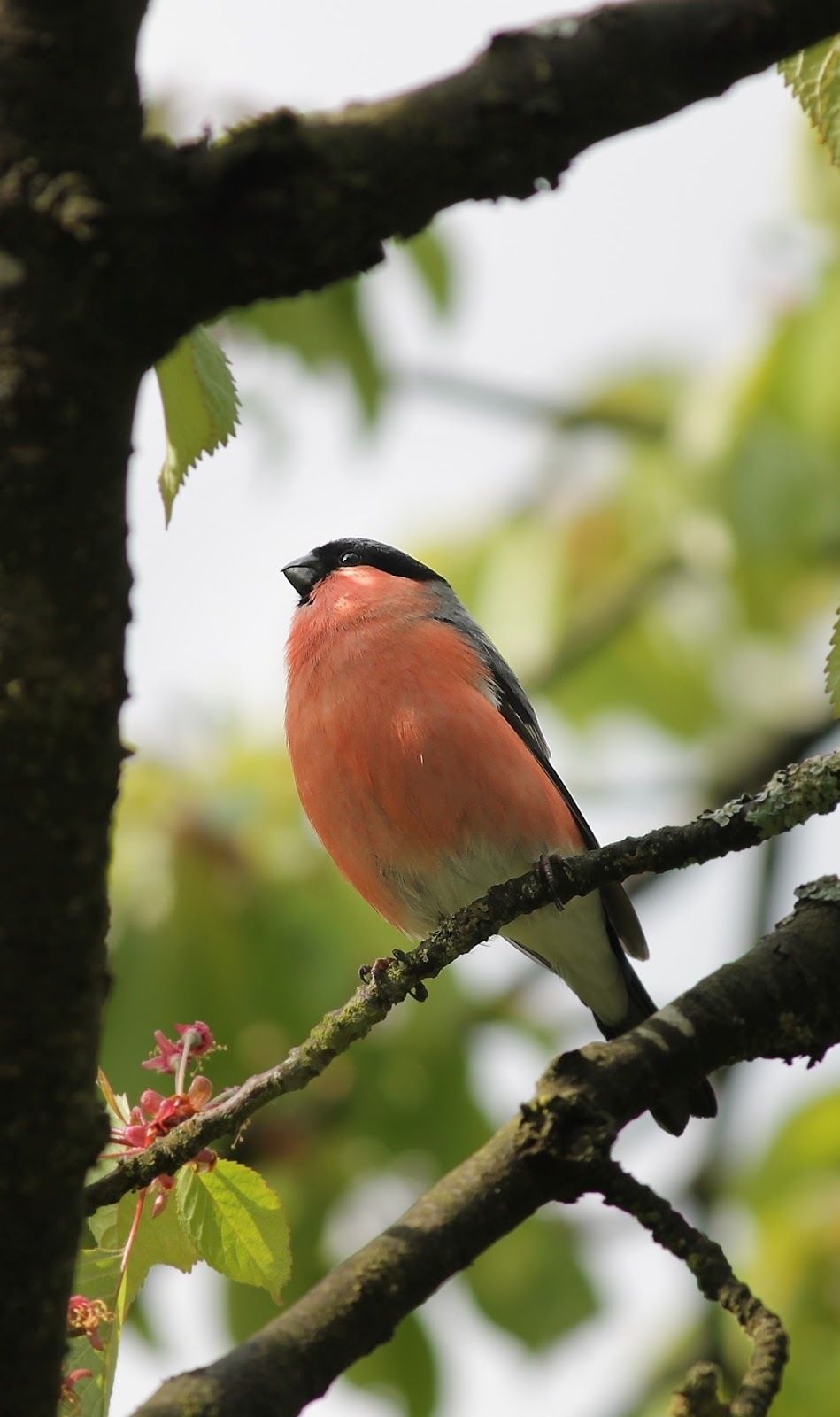 Wonderful picture of a bullfinch 