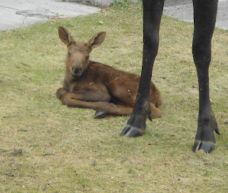 cute little baby moose