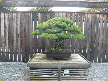 National Bonsai penjing Museum1