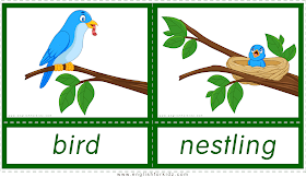 Animals and their babies -- bird - nestling -- printable flashcards