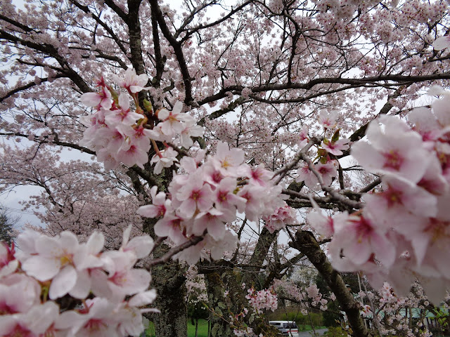 ホテル旬香大山リゾートの前のソメイヨシノ桜